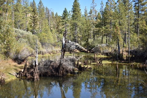 A forest wetland with water in the foreground and pine trees in the background. Tree stumps emerge from the water.