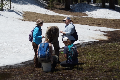 five biologists in pants and long-sleeves kneel at the edge of a snowmelt-fed pond looking for Yosemite toads