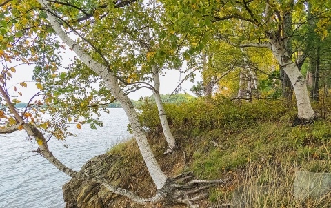 Three trees with light-colored bark and green-yellow leaves on a small bluff next to a body of water