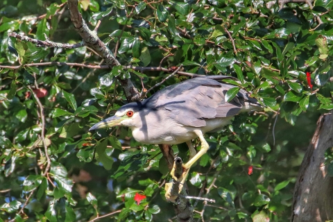 A Black Crowned Night Heron perches in tree 