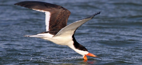 A large black-and-white bird with an orange bill swoops down to scoop fish from near the ocean surface