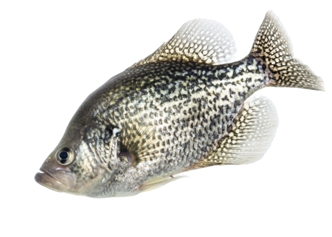 a black crappie fish with coloration ranging from dark olive to black on top, with silvery sides and black blotches and stripes. 