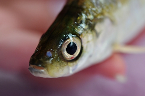 A closeup photo of the head only of a bloater fish
