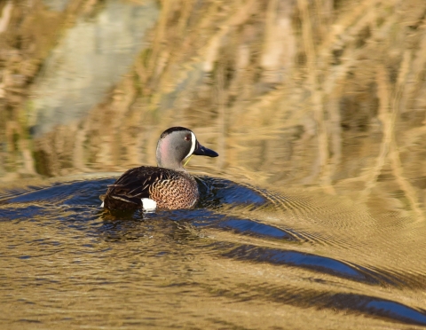 Blue Winged Teal 