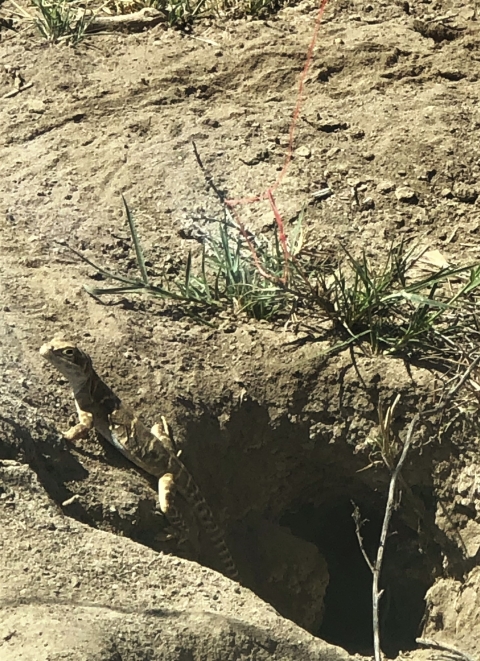 A small lizard climbing out of its burrow.