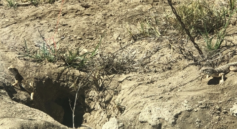 Two lizards at a burrow.