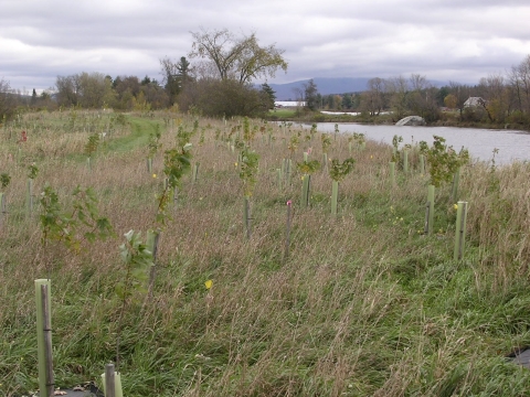 Riparian planting project along river, just after planting (2005).