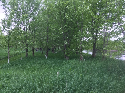 Riparian planting project after 12 years (2017) showing established trees over 15 feet tall.