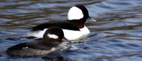 A pair of buffleheads swimming