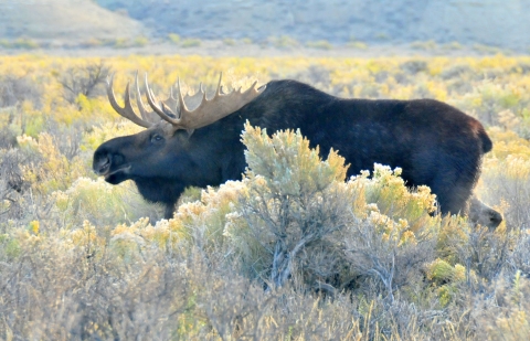 A large, antlered dark-colored bull moose walks through sage brush vegetation