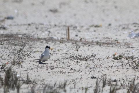 Adult California least tern on a beach