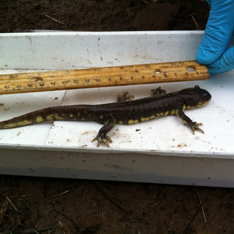 A black and yellow spotted California tiger salamander getting measured with a wooden ruler as it sits in a silver metal tray