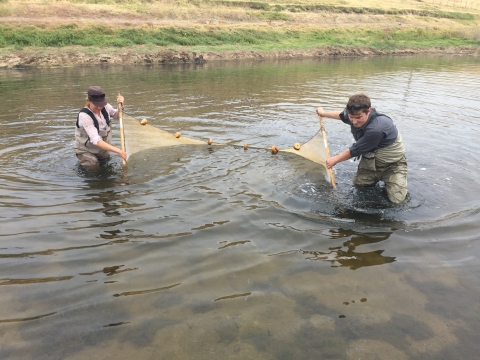 a male and female biologists drag a net through a shallow pond to catch California tiger salamander larvae 