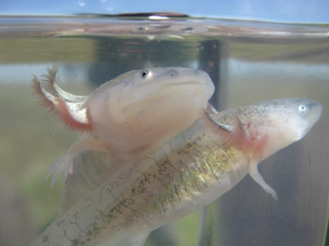 White colored california tiger salamander larvae swim near the top of a temporary tank, their gills flared out to the side. 