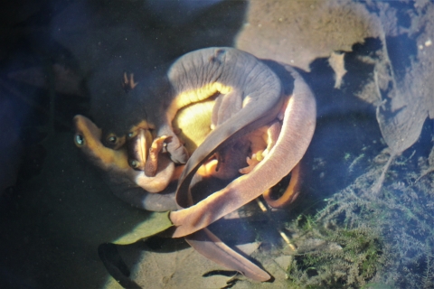 At least three California newts underwater are entangled in a ball.