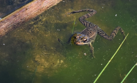 A frog pokes its head out of green pond water.