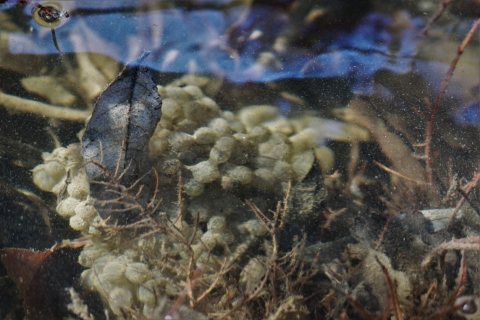 Dozens of whitish eggs clustered in a mass within leaf litter underwater.
