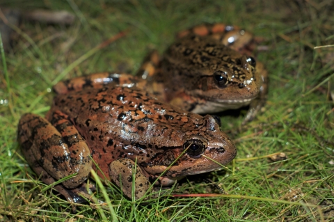 two frogs sit side-by-side. They are brownish red with black spots and stripes