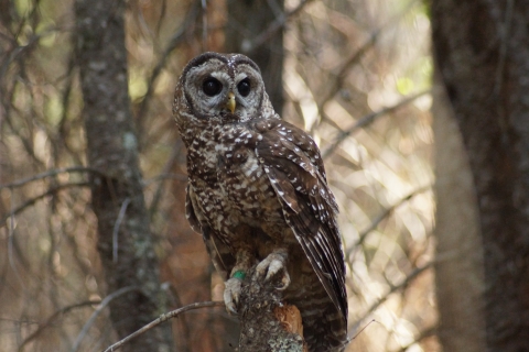 a brown owl with white spots sits on a snag with brown foliage in the background
