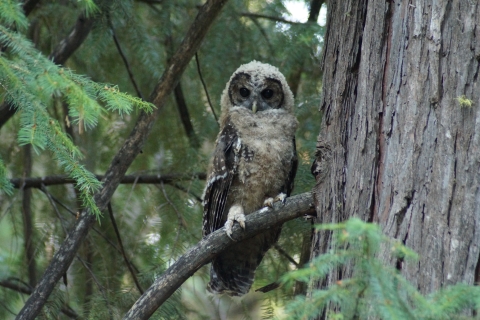 a fuzzy feathered California spotted owl fledgling sits on a branch at the edge of a tree trunk