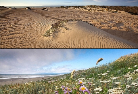 Two photos. Top photo of wind-sculpted sand dunes with almost no vegetation. Bottom photo of restored dunes covered in native vegetation
