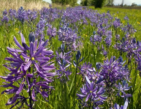 Purple wildflowers commonly known as camas bloom in a meadow at William L. Finley National Wildlife Refuge in Oregon.