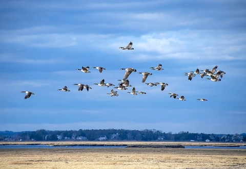 A couple dozen geese flying together over land and water in a cloudy blue sky