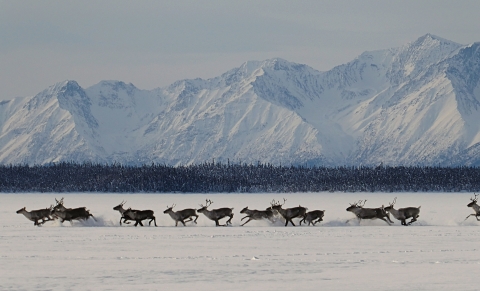 caribou running in snow with mountains in the background