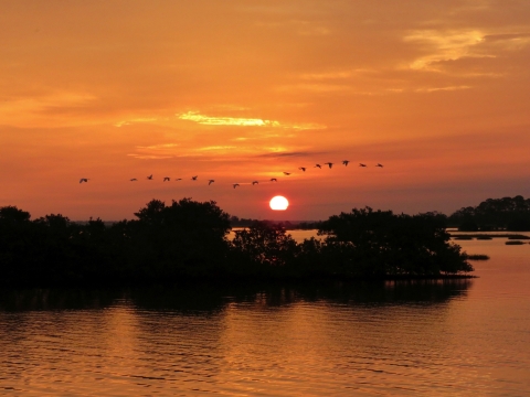 A dozen or so large birds flying in a row as the sun rises over islands and water