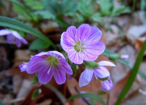 Three or four round, symmetrical, violet-streaked flowers are known as Claytonia virginica, or spring beauty.