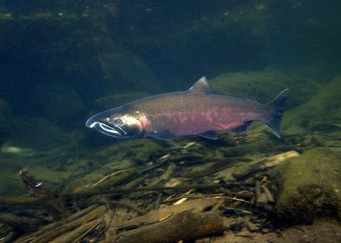 A male coho salmon with a brick red coloring over lower three fourths of the body and a greenish black head, dark spots on upper part of the body and this view shows the hooked nose