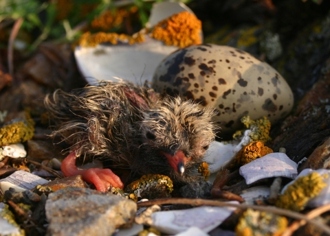 Common Tern hatchling and egg