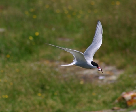 An image of a common tern with fish in beak