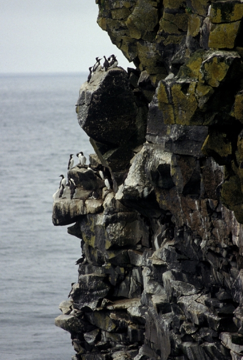 Common murres nesting on a rocky cliff