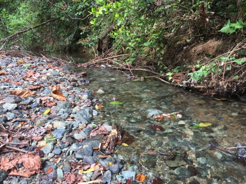 Small creek with a flat rocky bank on one side, and a steep, plant-covered bank on the other