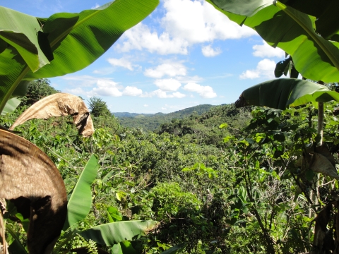 Lansdcape view of lush plants, and rolling hills in the distance, framed by banana tree leaves on each side