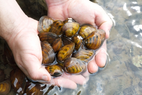 Cupped hands hold about a dozen small brown mussels near the surface of a river.