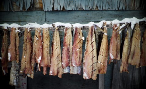 fish fillets hanging to dry in the snow
