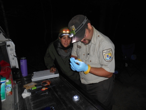 Biologist and bio tech examine bat 