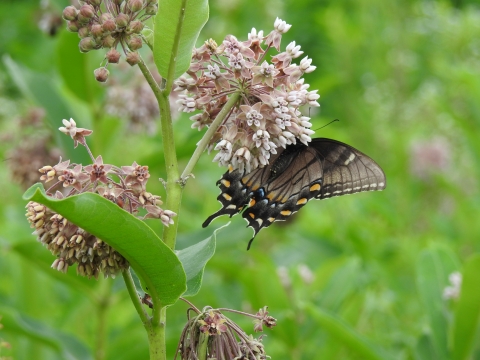 An Eastern Tiger Swallowtail butterfly on a Common Milkweed plant.