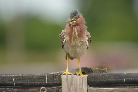 A Green Heron sits atop a post, drying its feathers.