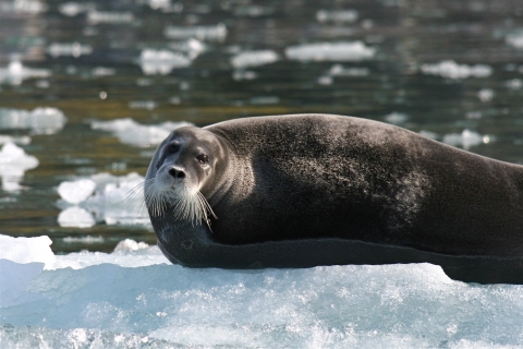 A bearded seal rests on sea ice.