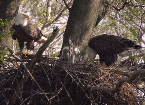 Two adult bald eagles and an eaglet in a nest of twigs