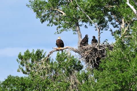 Bald Eagle and Eaglets 