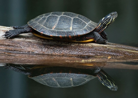 A light-black turtle on a log in water with its neck outstretched and its reflection showing in the water