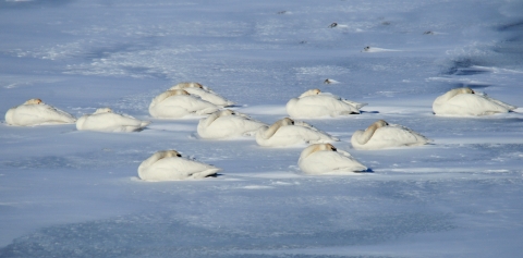 11 white swan huddled on wind-swept snow and blending into it