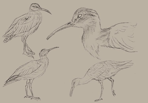 sketches of a bird with a long bill