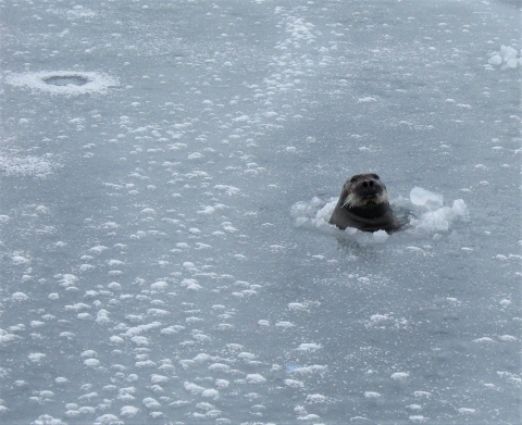 The head of a bearded seal pops up through the ice of the Arctic Ocean.