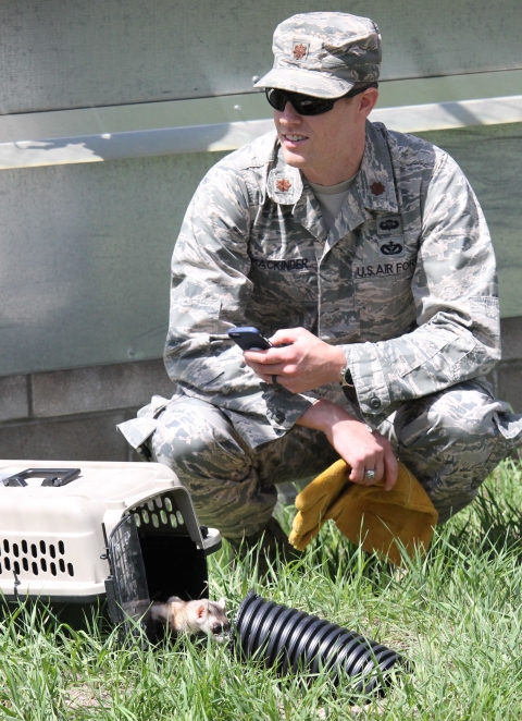 A man in a military uniform crouching in the grass next to a carrier kennel where a black footed ferret is emerging