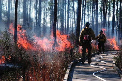 Two members of a fire crew on a boardwalk trail use hoses to manage a controlled burn in a pine forest habitat.